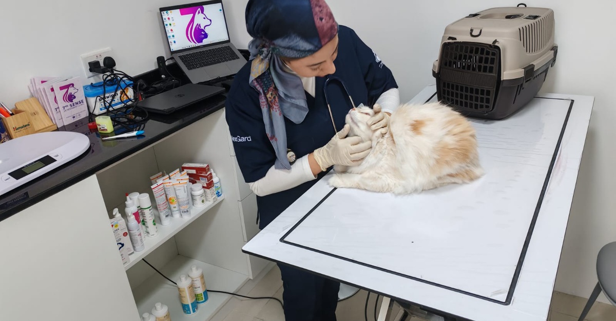 Professional Veterinary Care And Annual Pet Wellness Packages Professional Veterinary Care And Annual Pet Wellness Packages