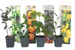 4er- oder 8er-Set mediterrane Obstbäume - Second Medium