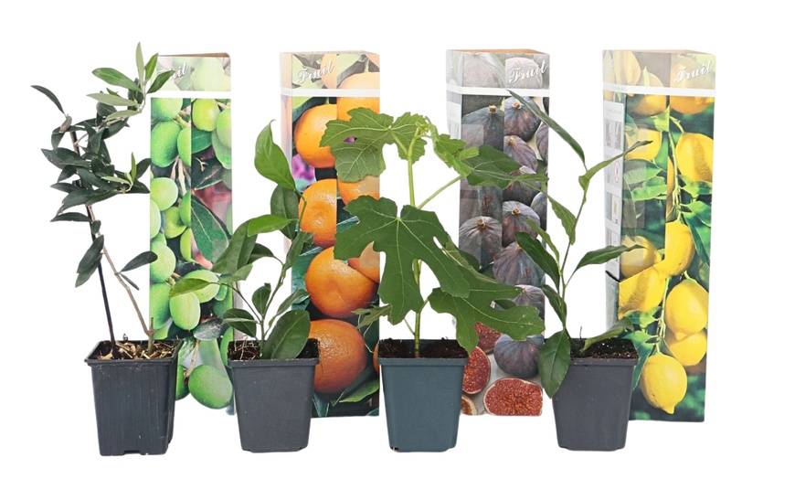 Image 4: 4er- oder 8er-Set mediterrane Obstbäume
