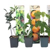 Image 4: 4er- oder 8er-Set mediterrane Obstbäume