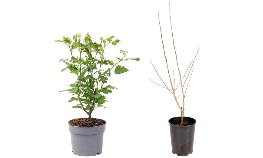 Image 4: Hibiscus Syriacus Marina, Lavender-Blue Blooms in 3L Pot