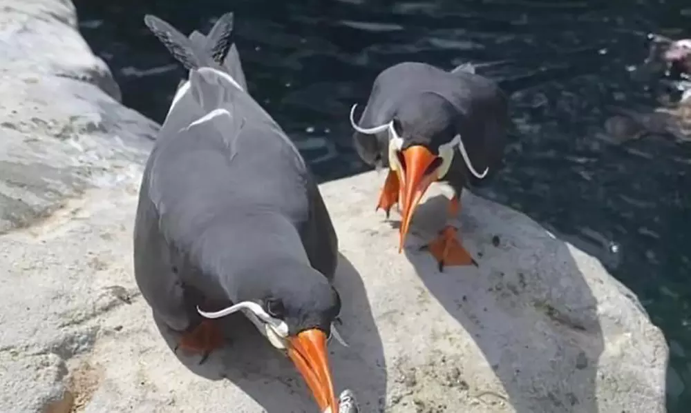 Oceanarium Experience for One Adult, Child, Senior or Family of Upto 5