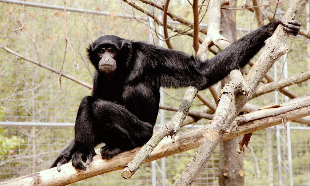Admission to Safari Niagara (Up to 31% Off)