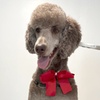 Image 3: Up to 26% Off on Pet Grooming at Ms Barber Dog