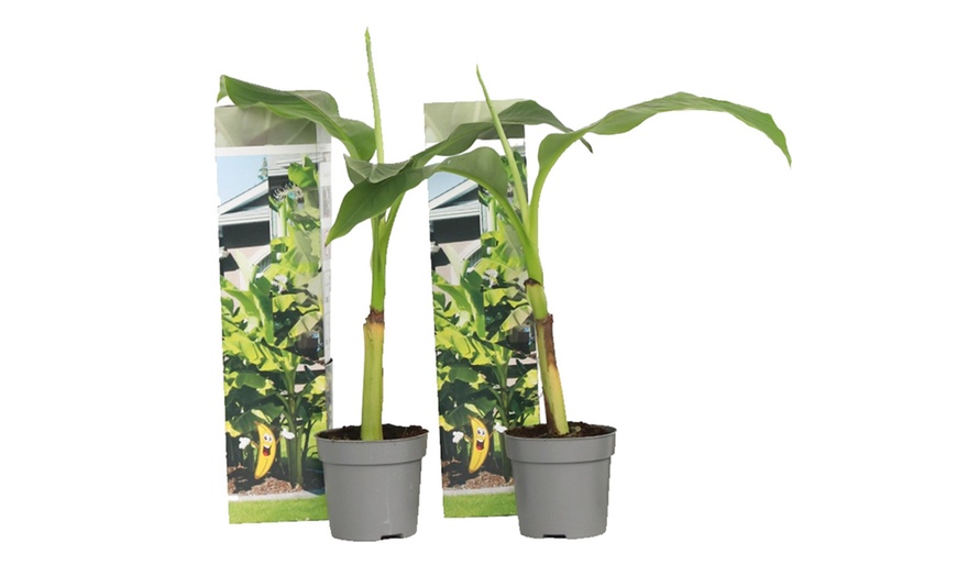 Image 3: Musa Basjoo, Rootz