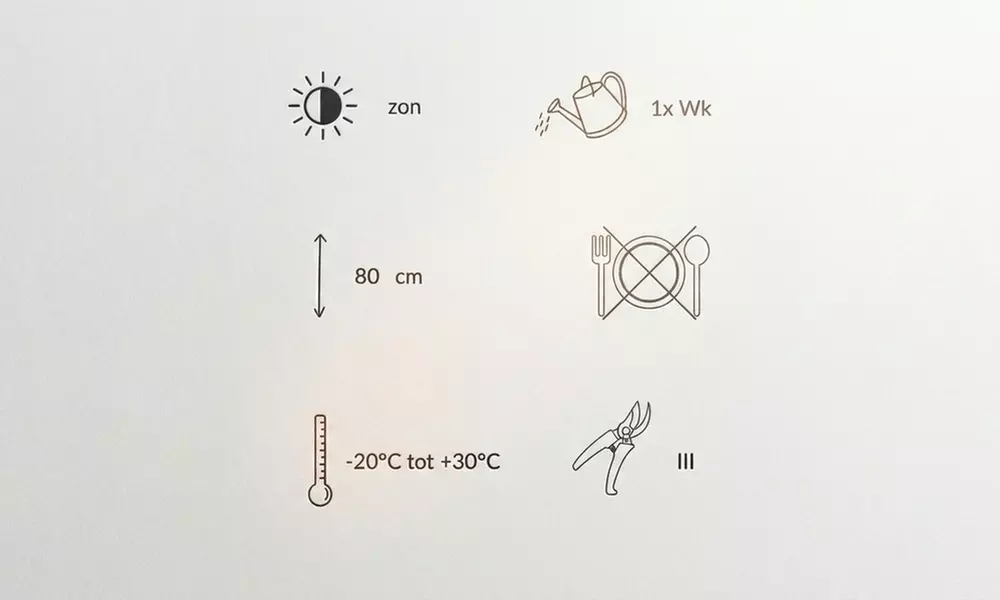 Mehrjähriges Stauden-Set „Stella“ mit 9 Pflanzen - Image 7