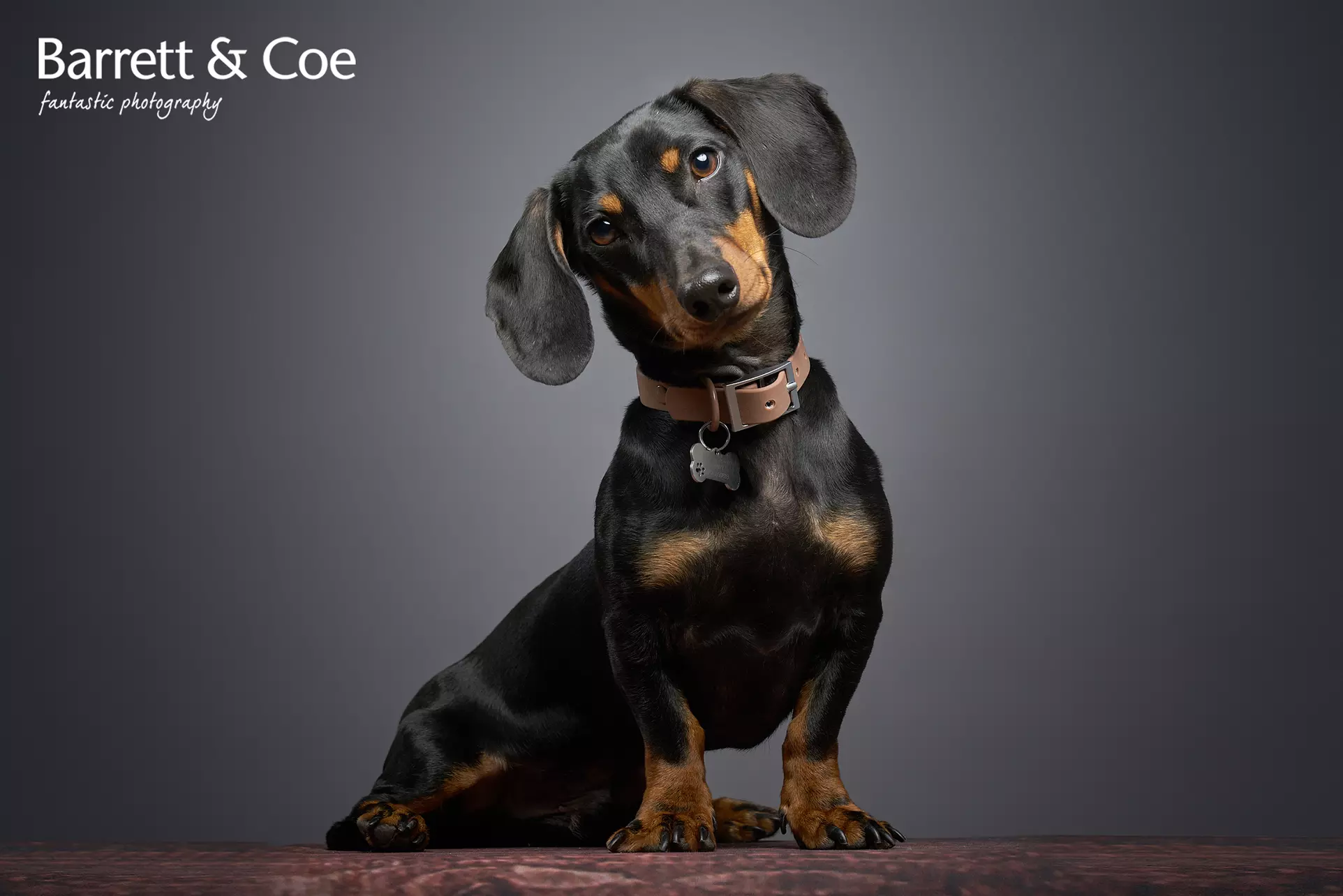Pet Photoshoot I 8'' x 6'' Print I Barrett & Coe Studios