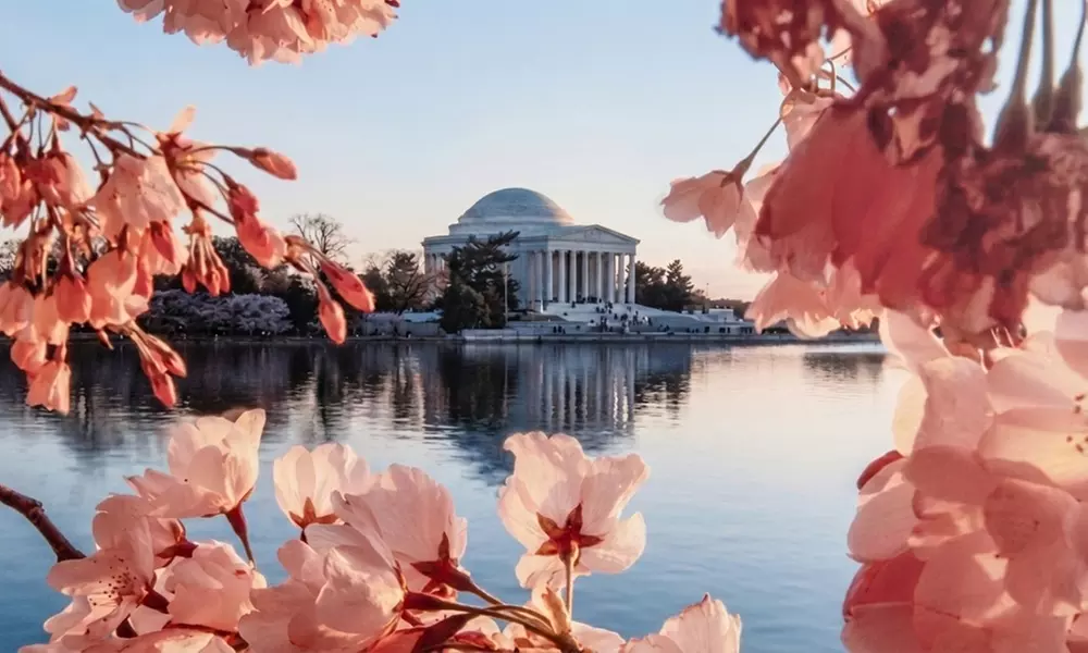 Capture Spring Magic with a 30 or 60-Minute Cherry Blossom Session