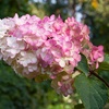 Image 2: Hydrangea 'Vanilla Fraise' - Up to 3 Potted Plants