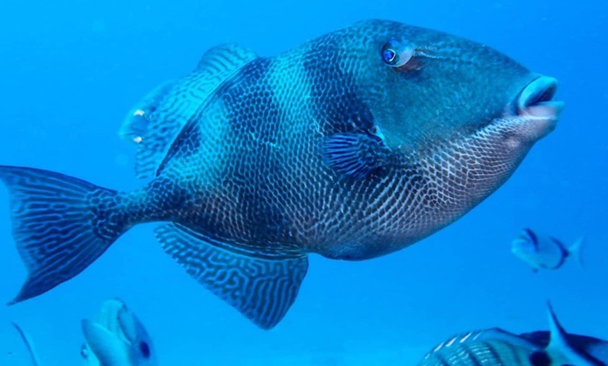 Image 6: Bautismo de buceo con inmersión en el mar durante 45 minutos