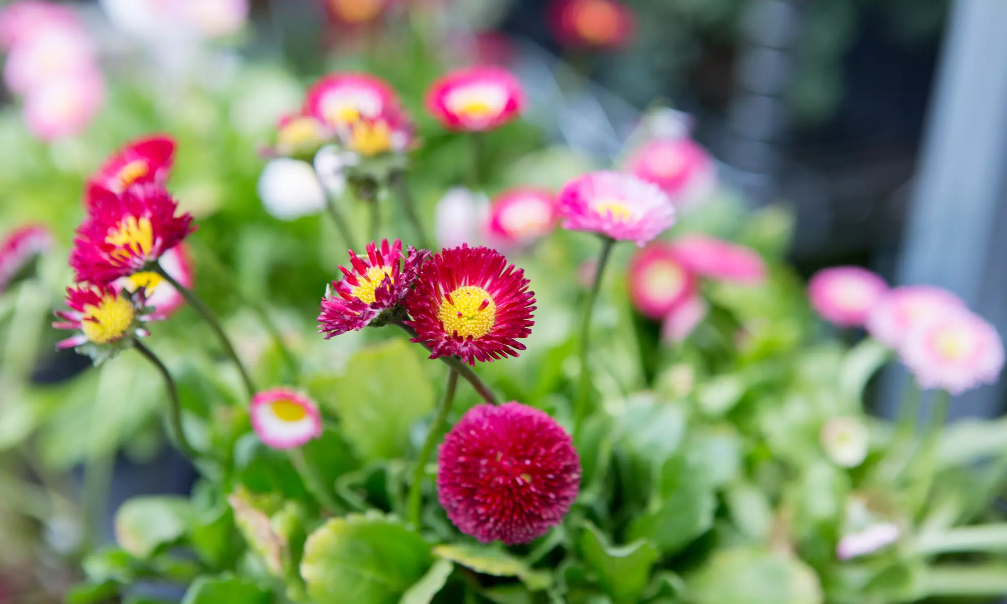 50% Off Planting / Tree / Nursery - Primary Image