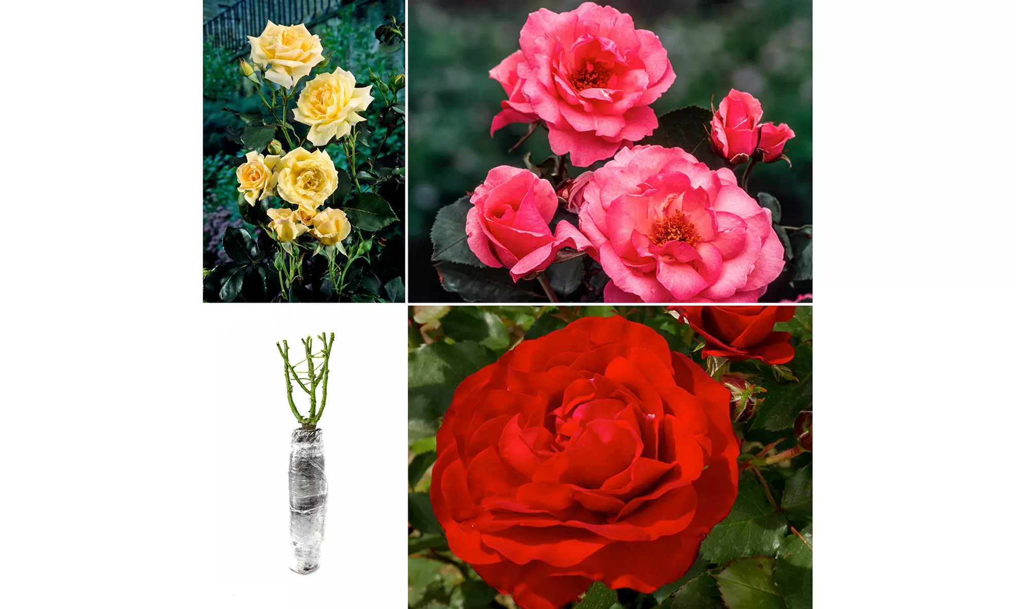 Set de plantas de rosas Polyantha con distintas variedades