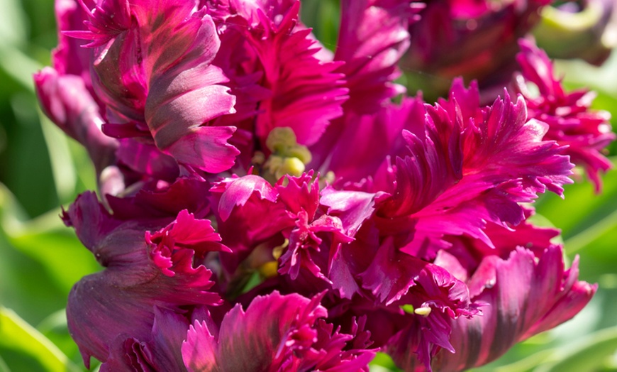 Image 9: Tot 20 'Parrot Mix'-tulpenbollen