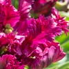 Image 9: Tot 20 'Parrot Mix'-tulpenbollen