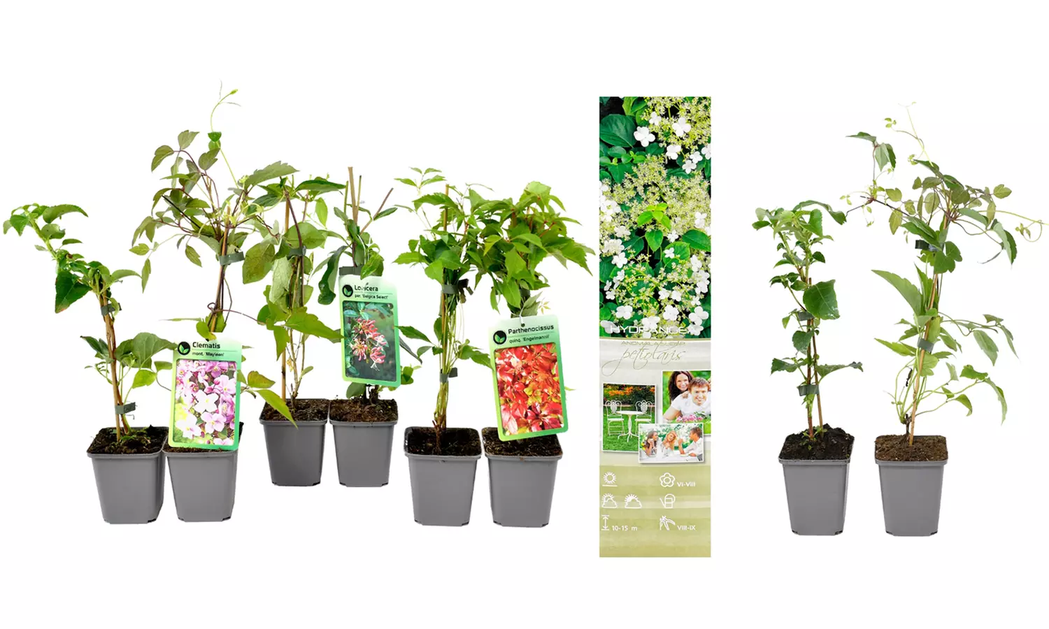 Set de 8 flores trepadoras mixtas en varios colores de Gardenzo