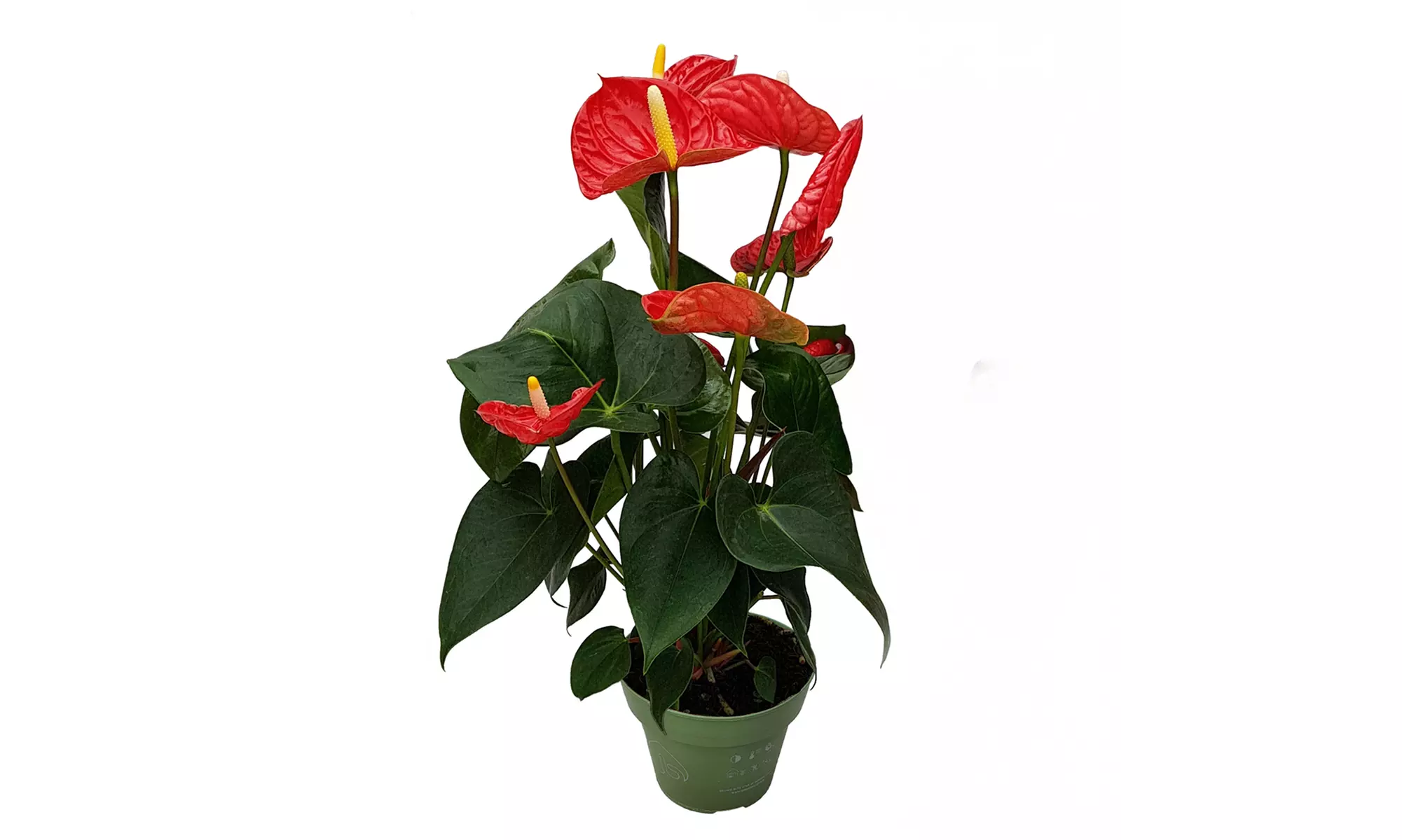 Planta de anturio en maceta de 12, 14 o 17 cm de Rootz