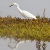 Image 7: Crystal Clear Kayak 2-Hour Guided Tour – Chula Vista Estuary
