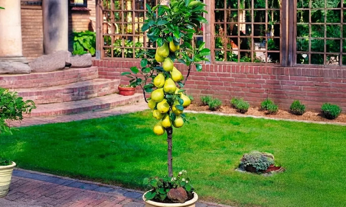 Set di 4, 6, 8 o 12 alberi da frutto a colonna