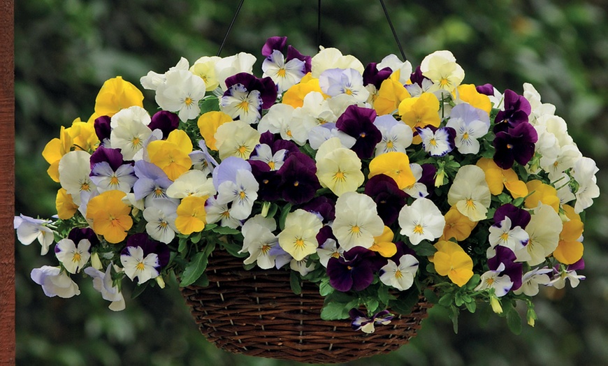 Image 3: Winter Bedding Mix Garden Ready Plants or Plug Plants