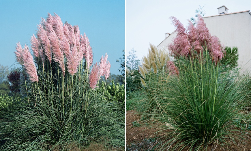 Image 8: 3 ou 6 plantes d'herbe de la pampa