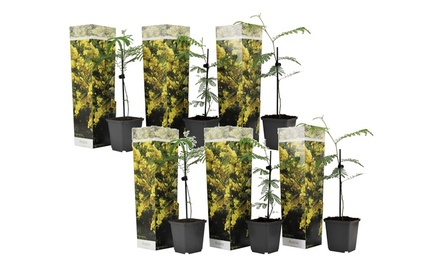 Image 2: Acacia dealbata Mimosa con flores amarillas brillantes, de Rootz