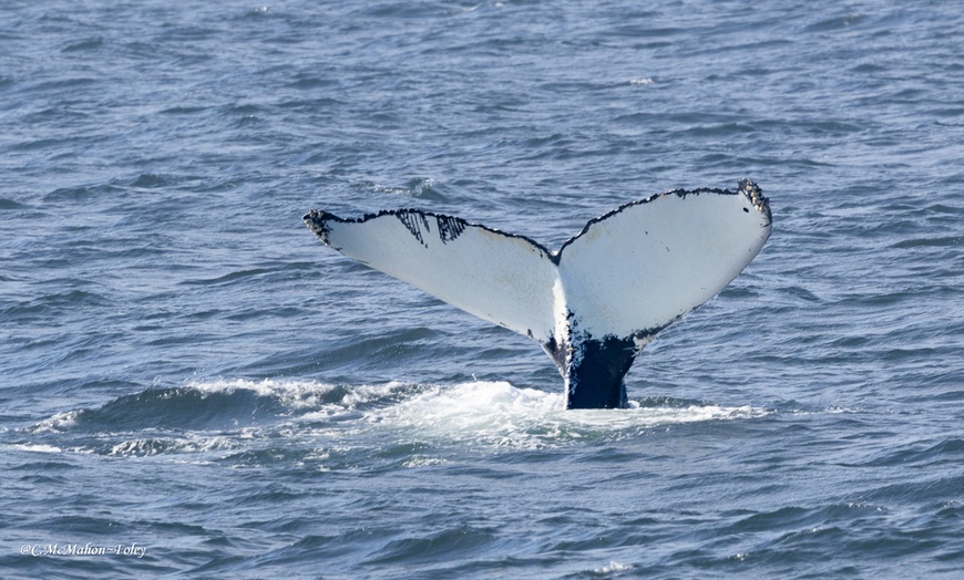 Image 15: Whale Watching Tour | Guaranteed Sightings | Cape Ann 