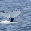 Image 15: Whale Watching Tour | Guaranteed Sightings | Cape Ann 