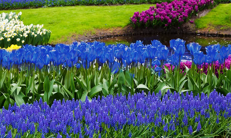 Blue Flower Bulb Garden Collection (40-Pack) - Primary Image