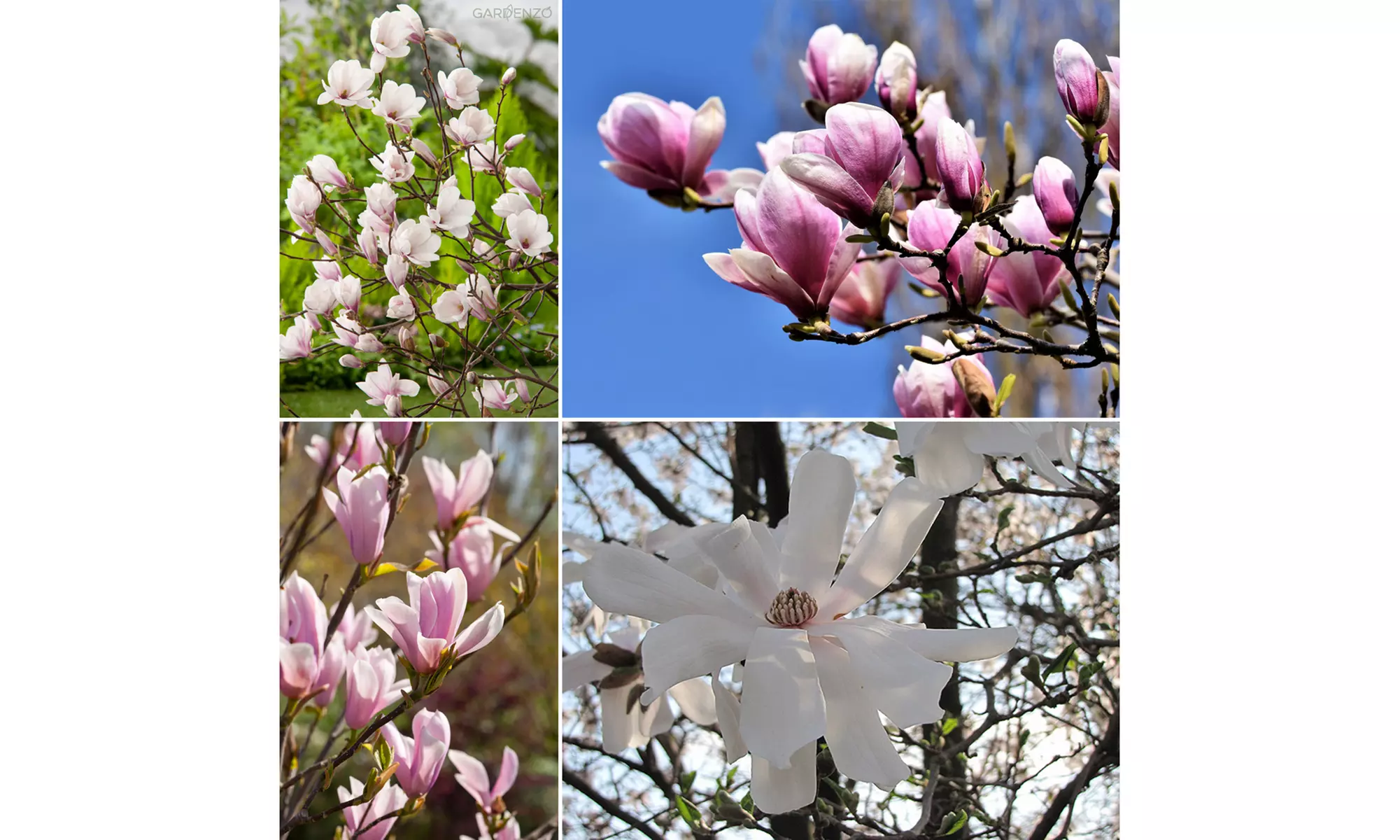 3 of 6 Magnolia planten