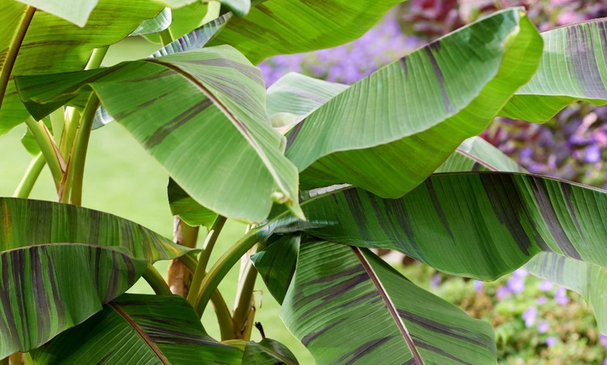Image 3: Red Hardy Banana - Ever Red - 1 or 3 Potted Plants