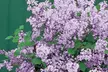 Purple Scented Lilac - 1 or 2 Potted Plants - Image 7