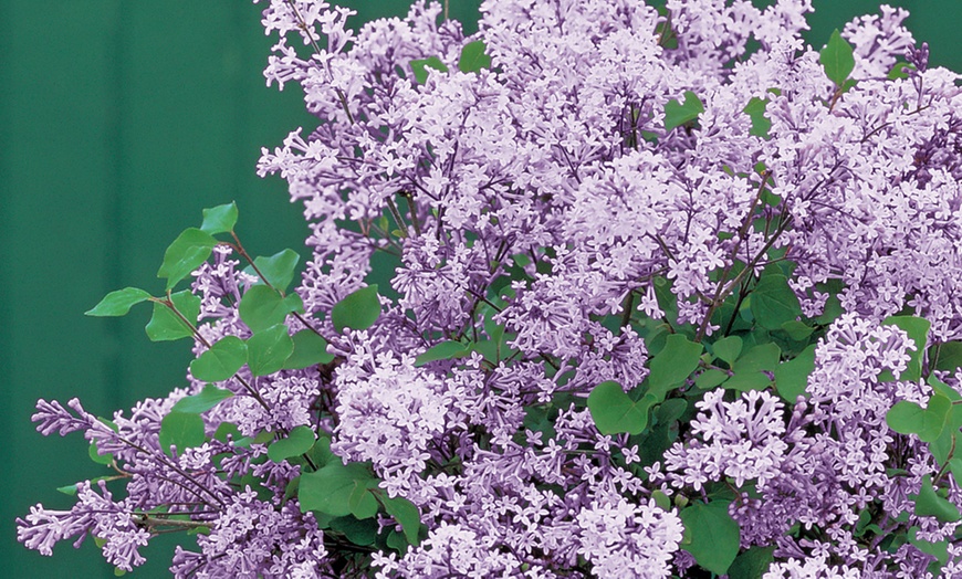 Image 7: Purple Scented Lilac - 1 or 2 Potted Plants