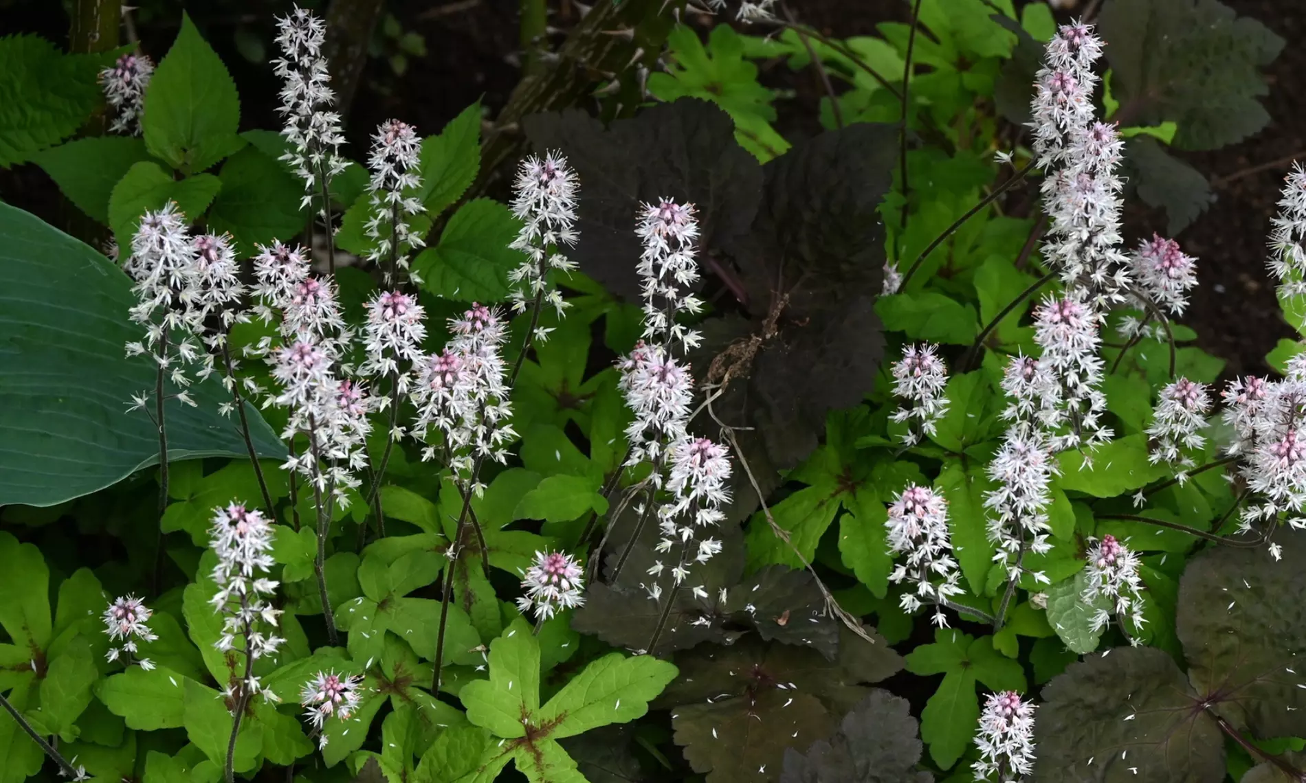 NatureNest borderpakket Nora