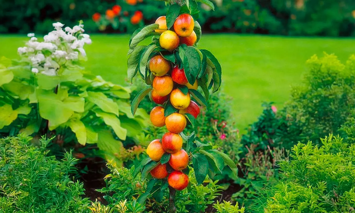 Árboles frutales columnares auténticos