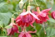 Up to 100 Fuchsia Giant Mixed Collection Plants - Image 2