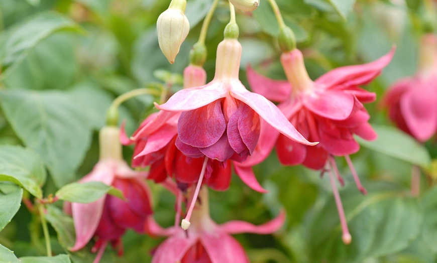 Image 2: Up to 100 Fuchsia Giant Mixed Collection Plants