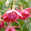 Image 2: Up to 100 Fuchsia Giant Mixed Collection Plants