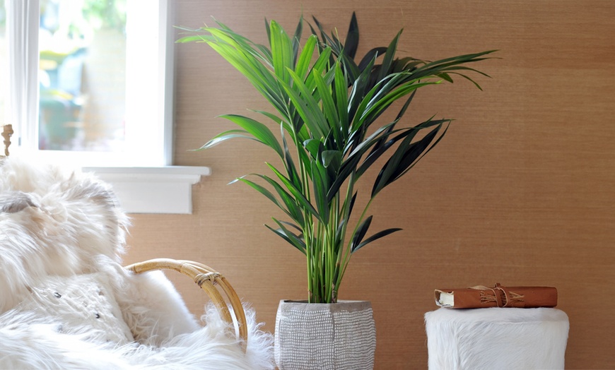 Image 2: Howea Forsteriana ou palmier Kentia