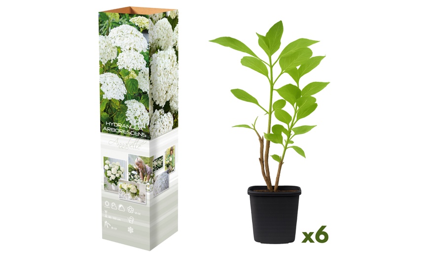 Image 9: Plants d'hortensias colorés