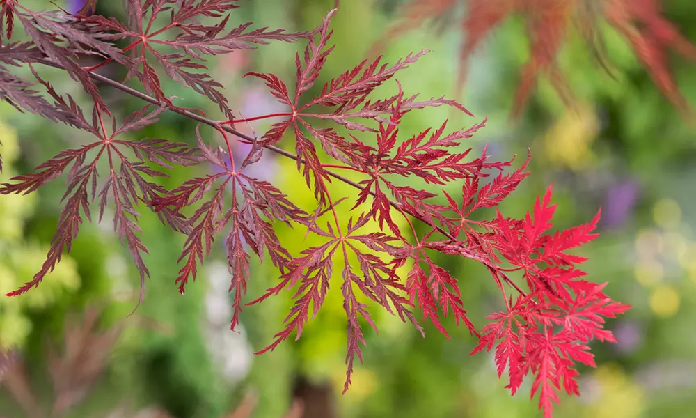 1x oder 2x Dunkelroter Schlitzahorn (Acer palmatum) 'Garnet' - Second Medium