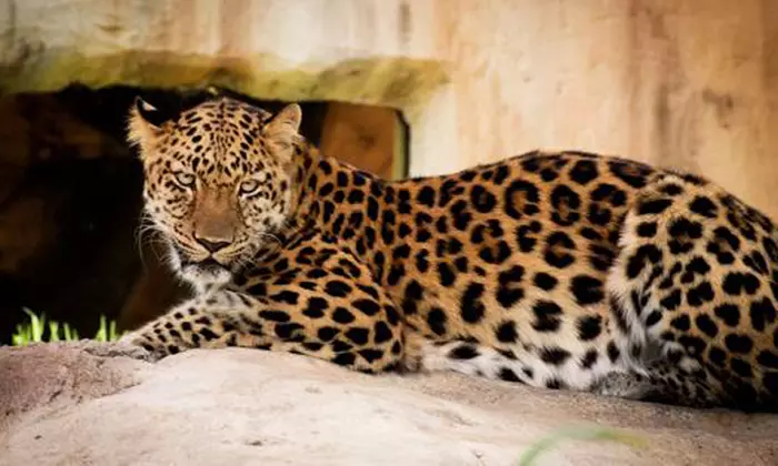 Unleash Adventure: Zoo Entrance + 2 Exciting Activities for 1 or 2!