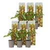 Image 2: Lot de 3 ou 6 plants de kiwi