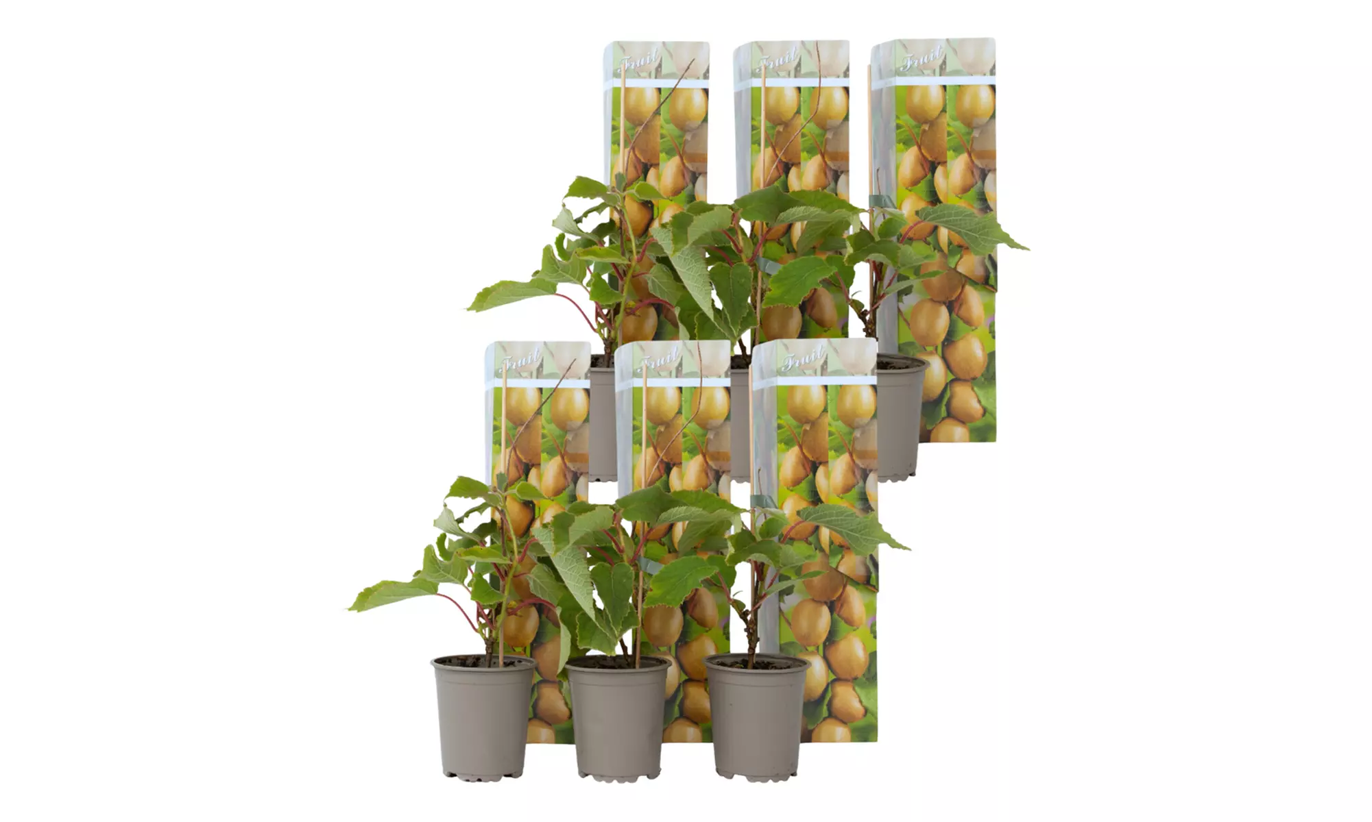 Lot de 3 ou 6 plants de kiwi, 25-40 cm à la livraison - Second Medium