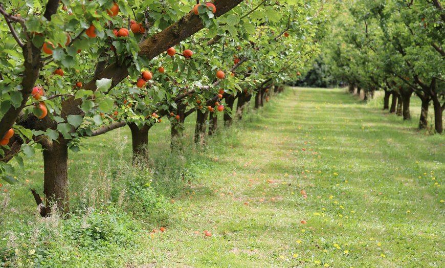 Image 2: Arbres fruitiers XXL