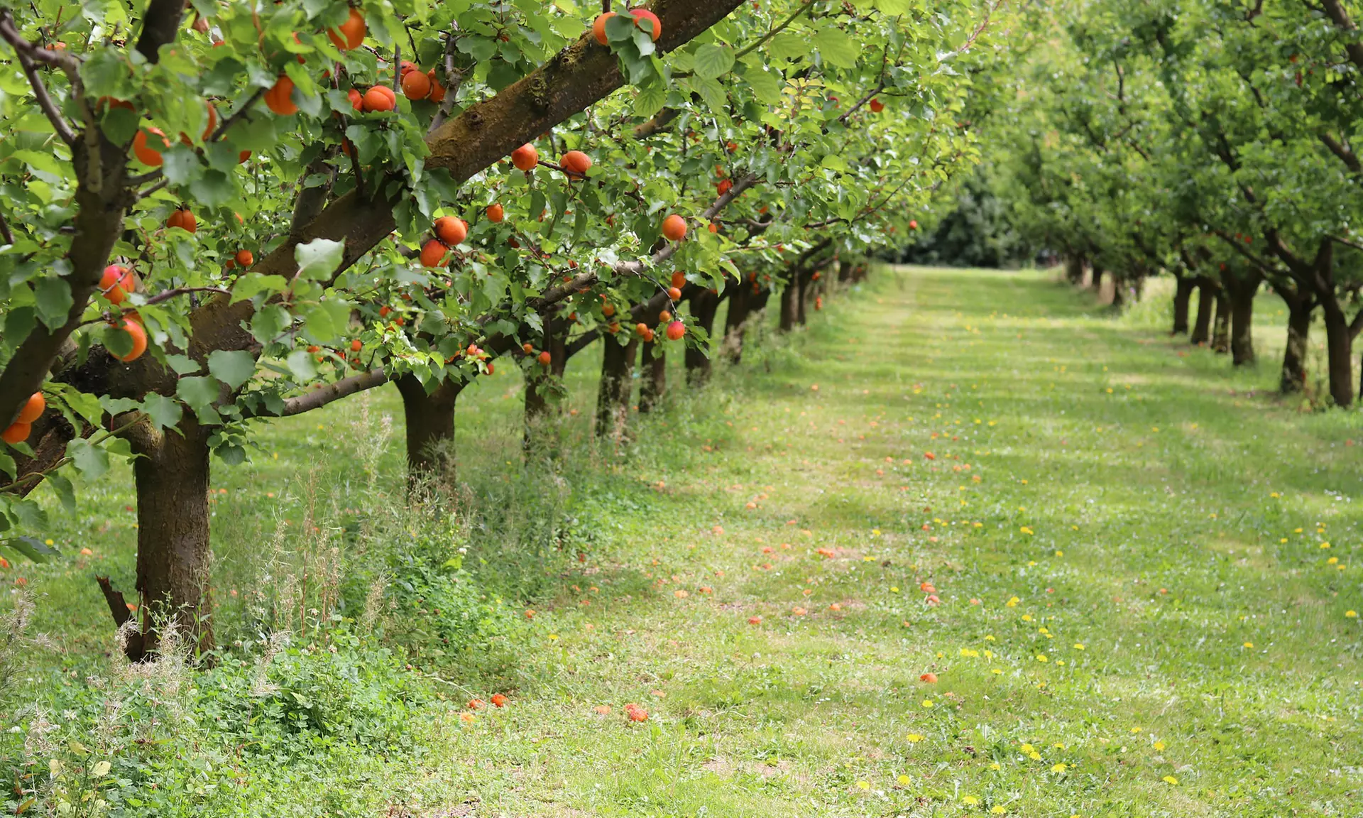 Arbres fruitiers XXL
