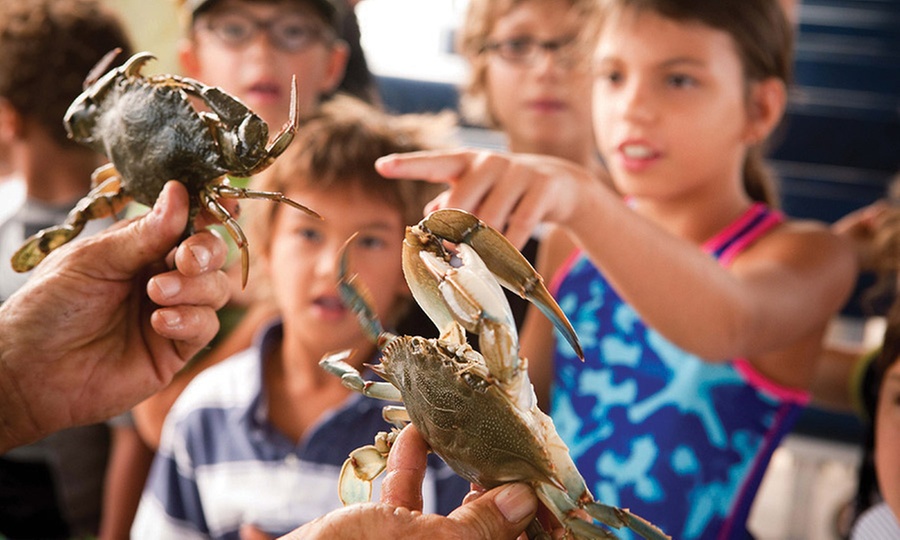 Enjoy Capers Island Wildlife Explorations & Blue Crabbing Excursions