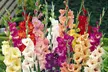 Mixed Summer Flowering Gladioli - 50 or 100 Bulbs - Image 3