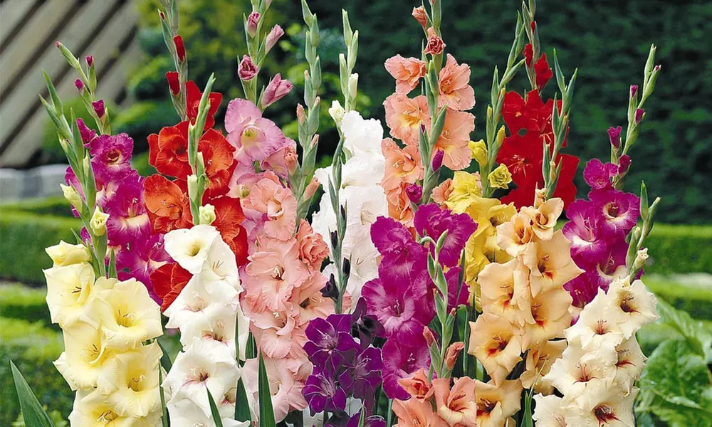 Mixed Summer Flowering Gladioli - 50 or 100 Bulbs