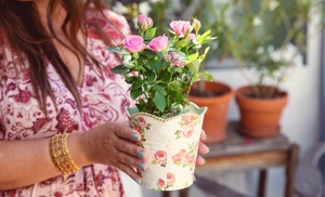 Next Day Delivery Plants for Every Special Moment from 1-800-Flowers.com (up to 50% off) Next Day Delivery Plants for Every Special Moment from 1-800-Flowers.com (up to 50% off)