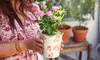 Next Day Delivery Plants in time for Mother's Day from 1-800-Flowers.com (Up to 50% Off)